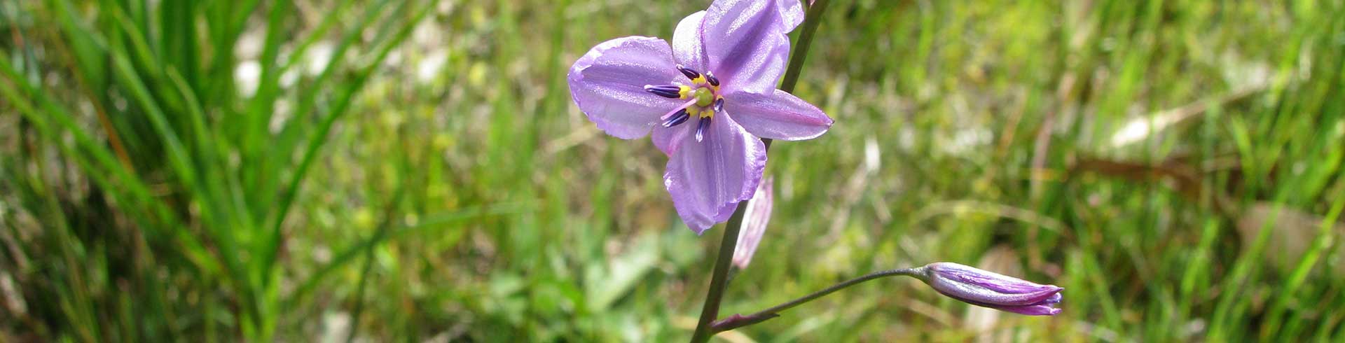 Indigenous Vegetation

The Bellarine C...
