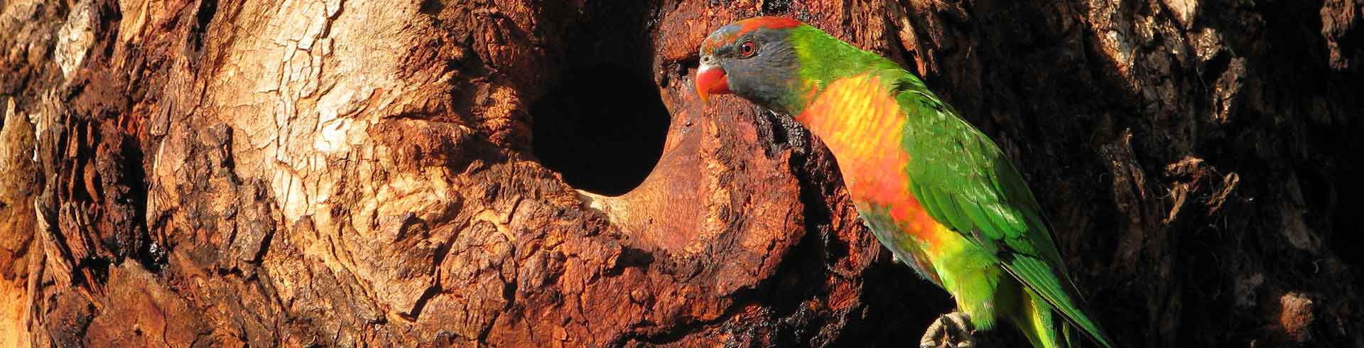 Indigenous Fauna

The&nbsp;Bellarine C...