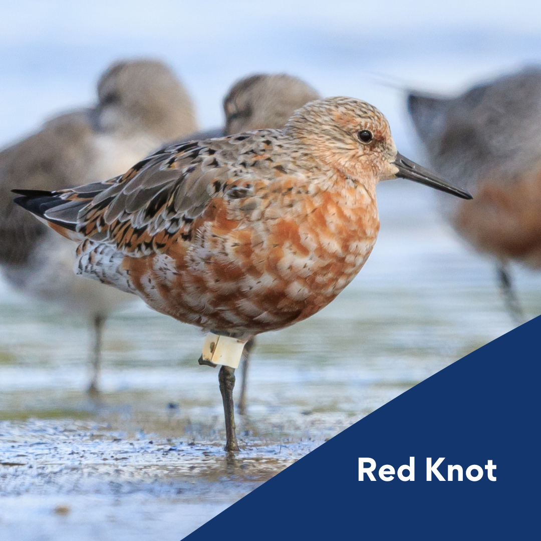 the red knot