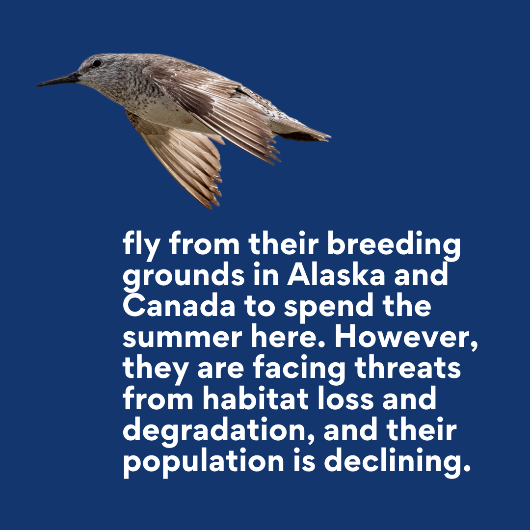 red knot facts