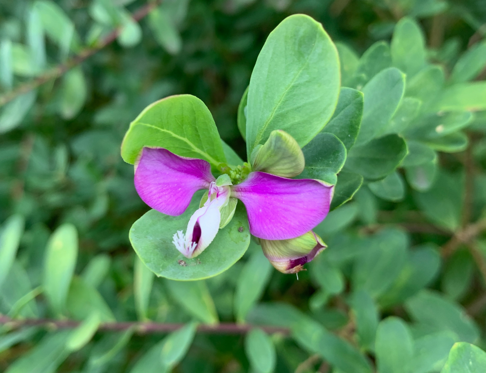 polygala