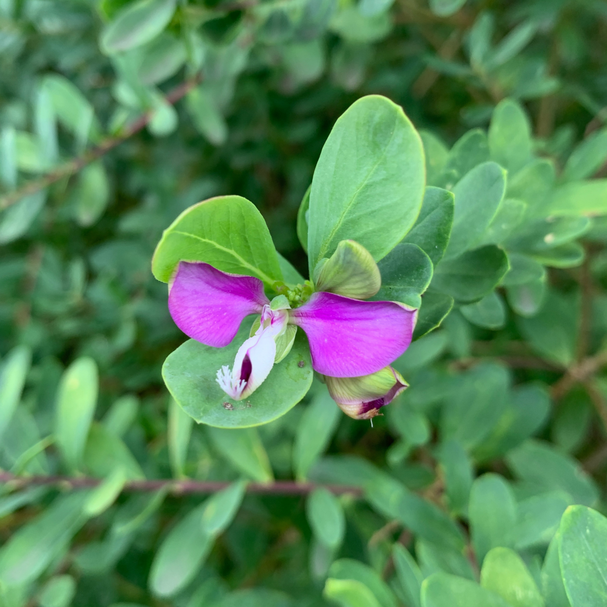 polygala