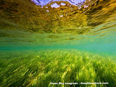 Sea Grass