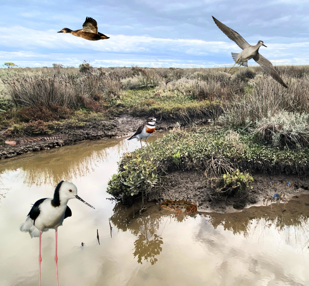 barwon estuary online puzzle