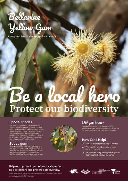 bellarine yellow gum