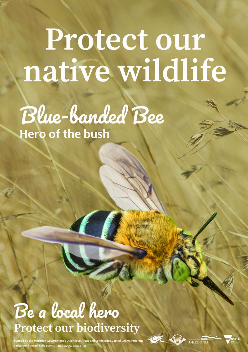 blue banded bee, bush hero, poster