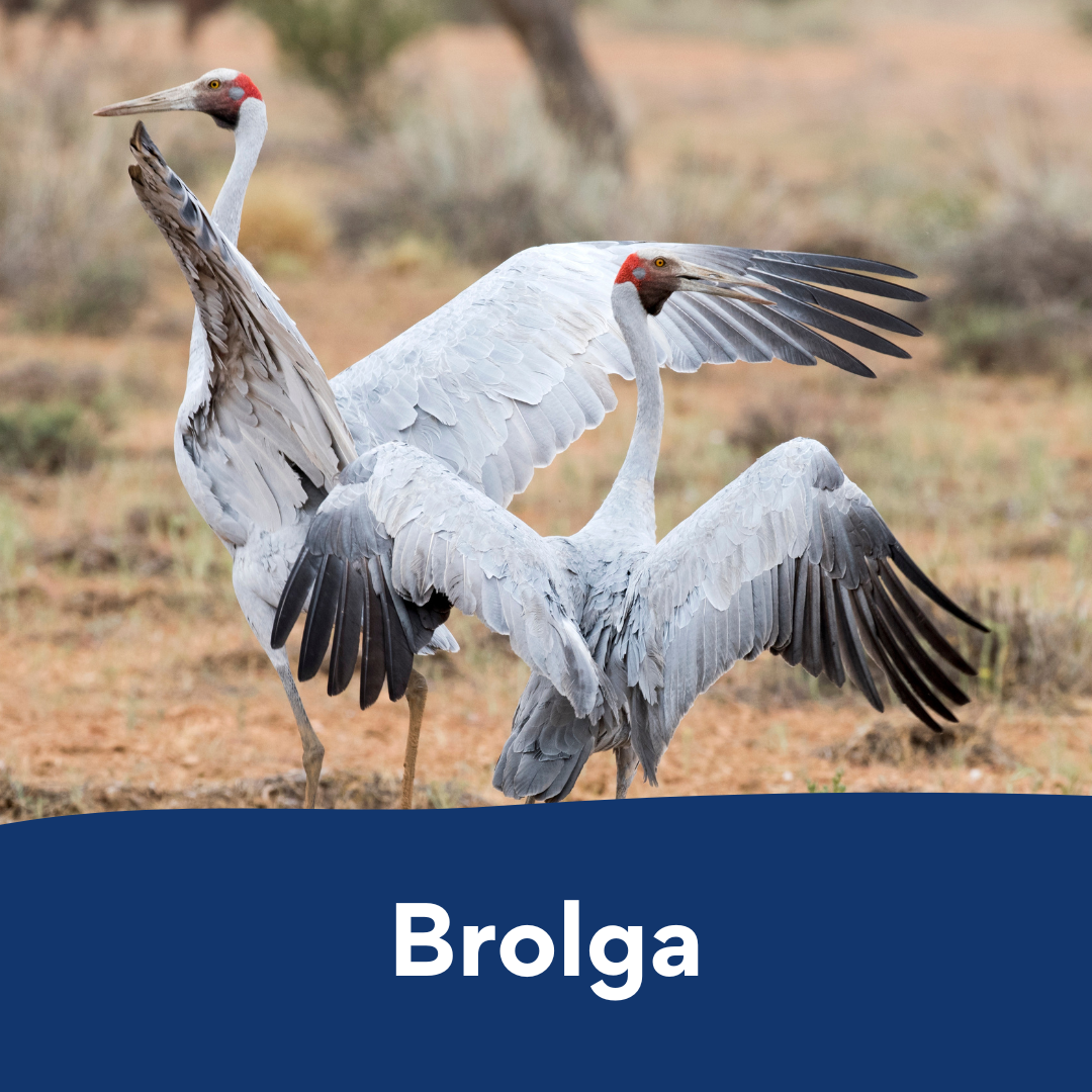 brolga colouring in