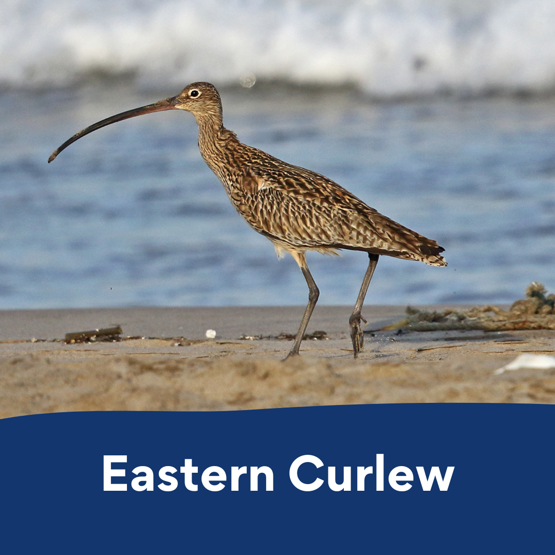 eastern curlew colouring in