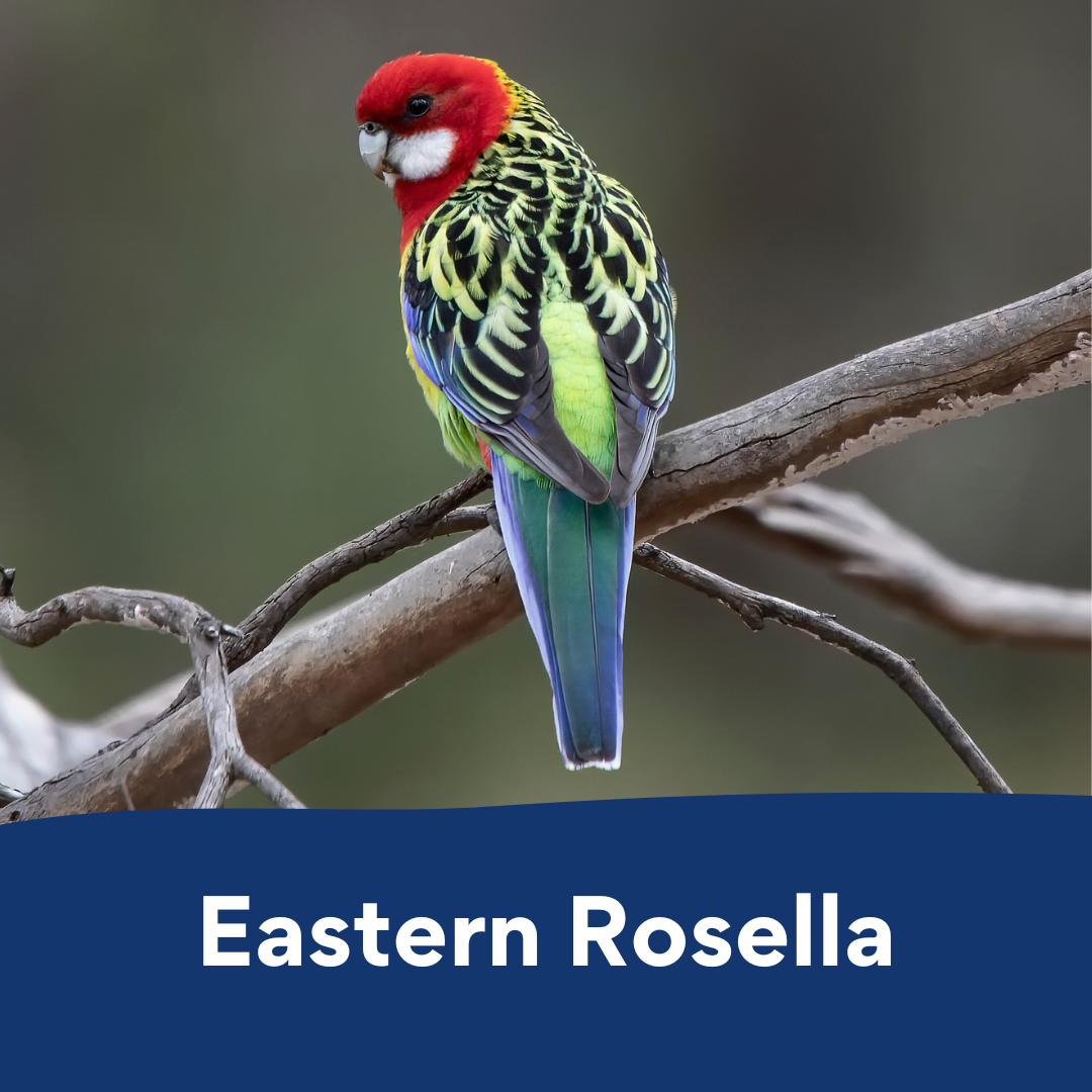 eastern rosella colouring in
