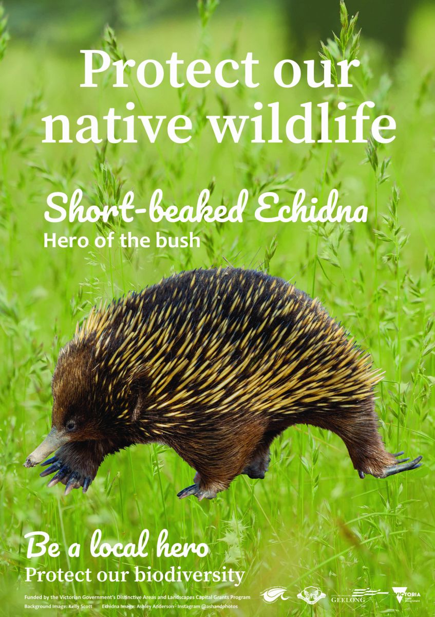 bush hero, echidna, simple