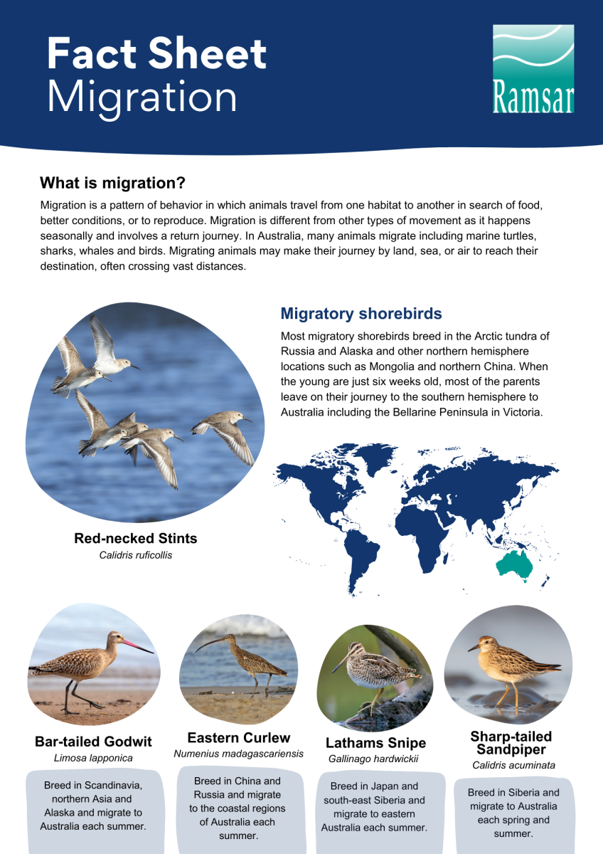 migration fact sheet image