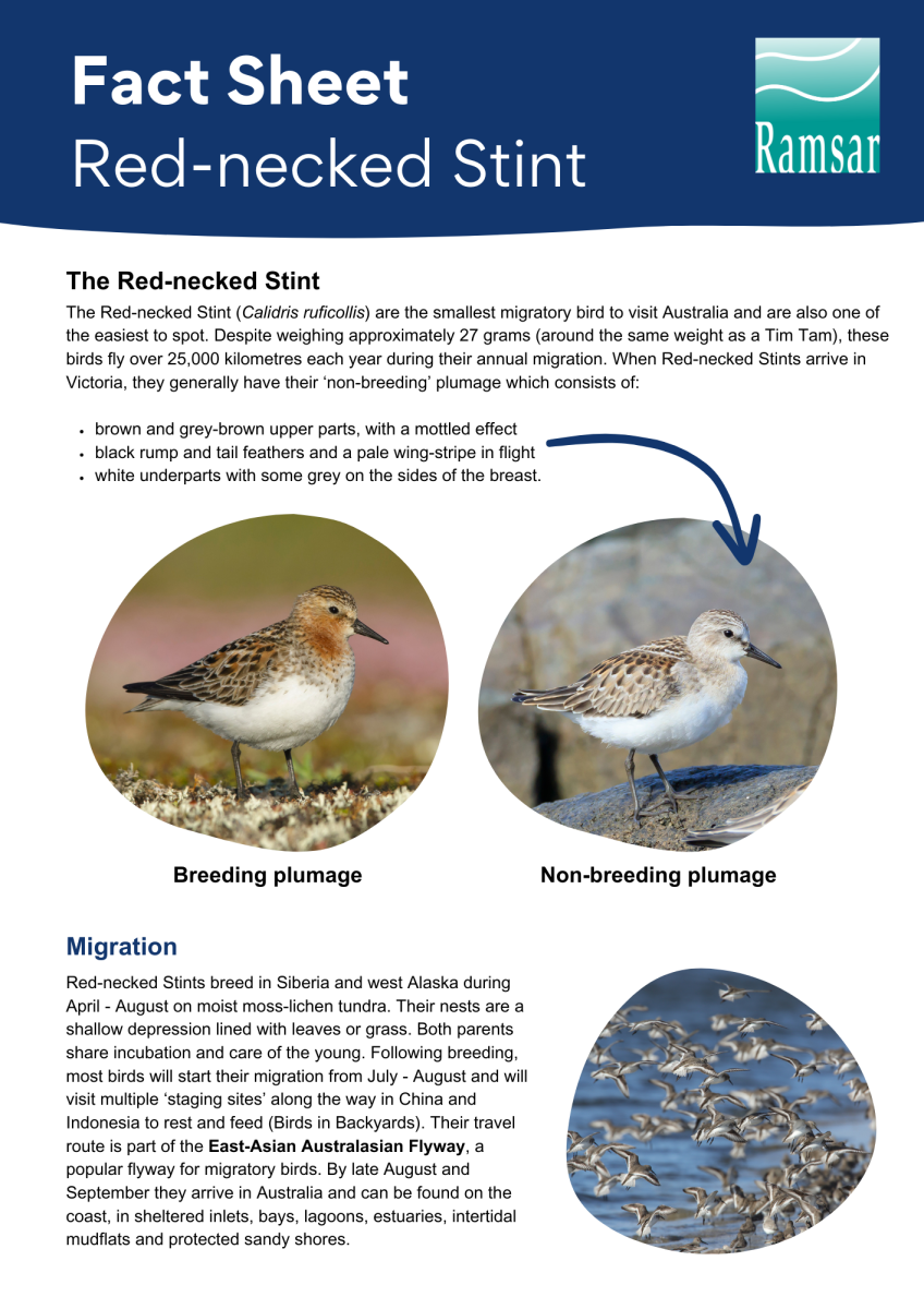 red-necked stint