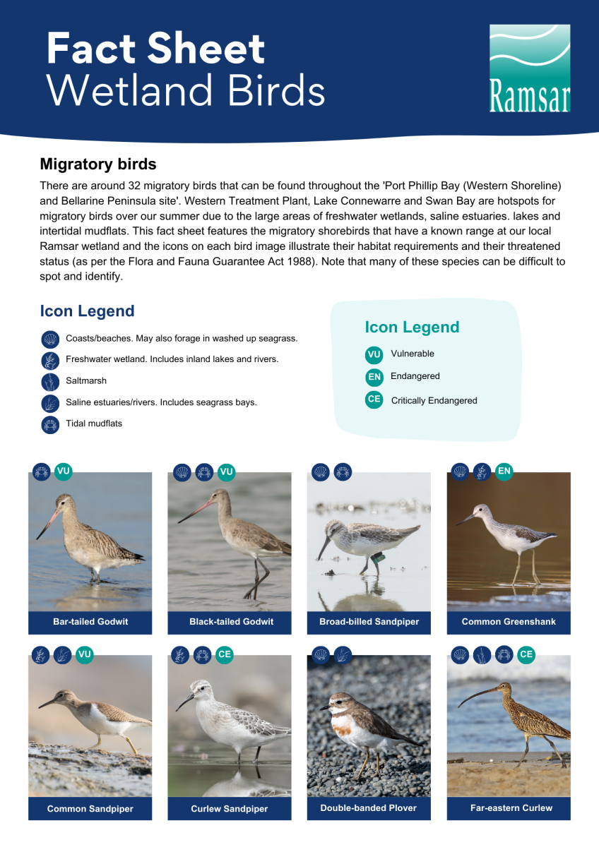 wetland birds migratory