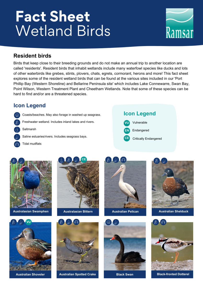 wetland birds - residents