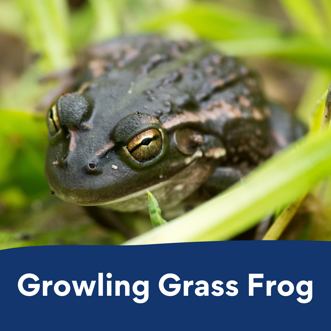 growling grass frog colouring in
