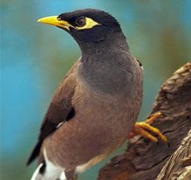 indian myna