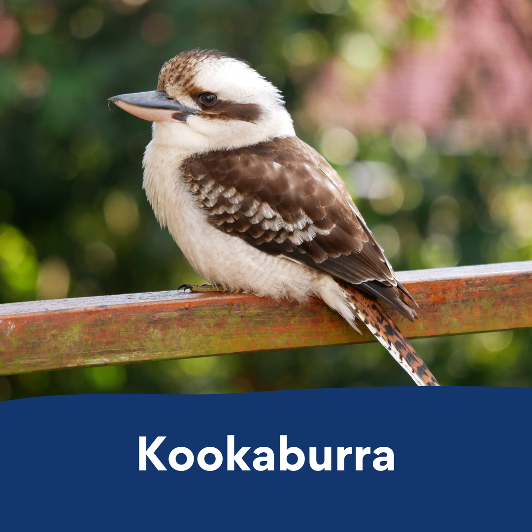 kookaburra colouring in