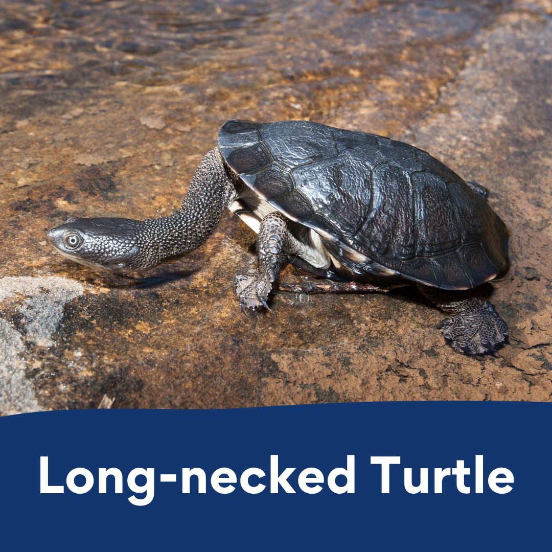 Long-necked Turtle colouring in