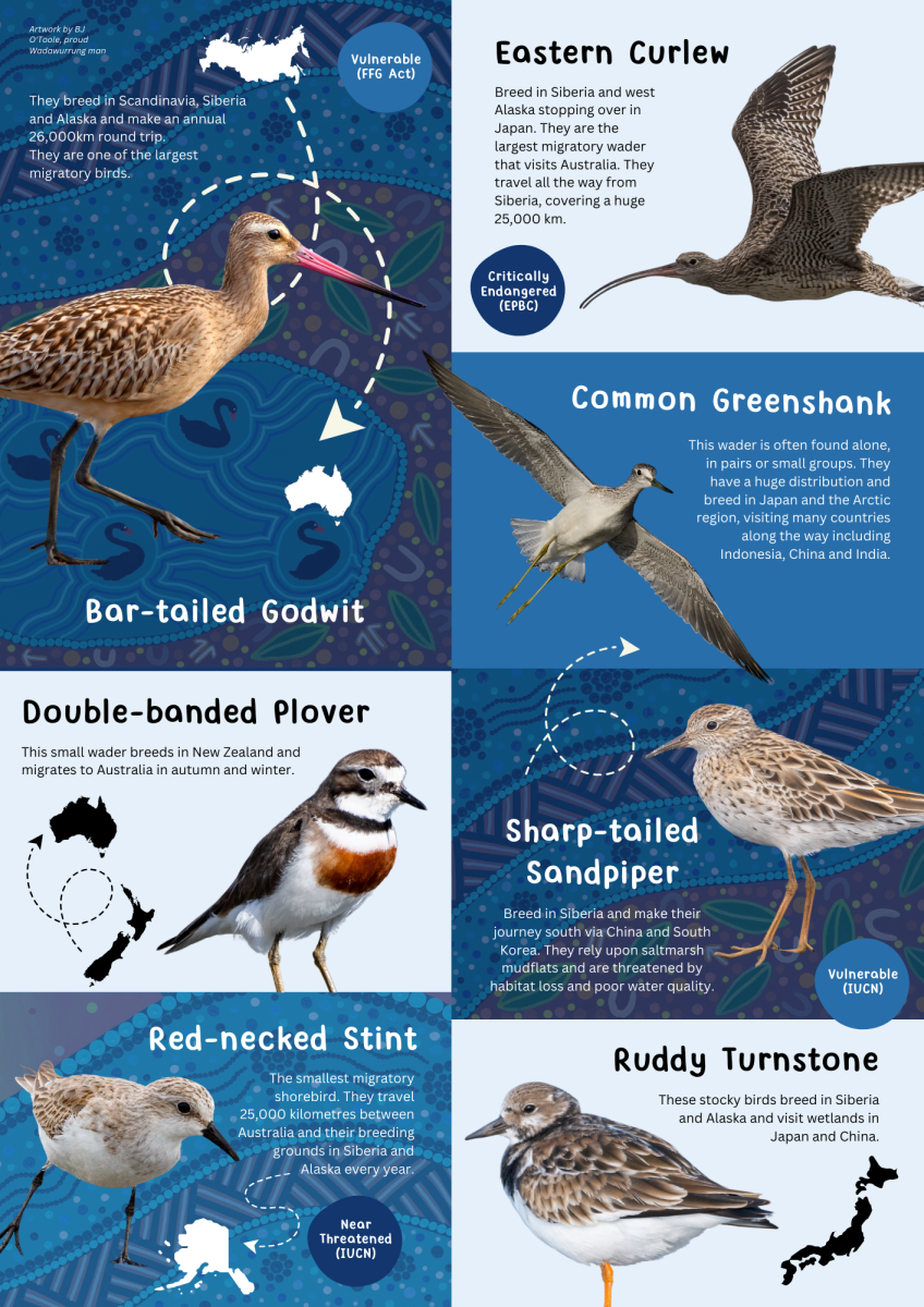 migratory bird poster