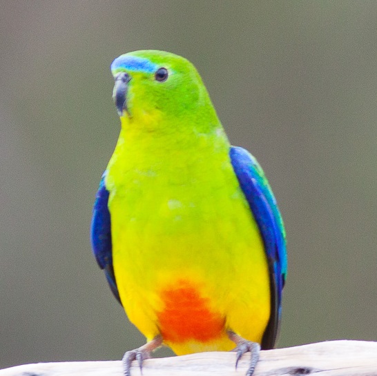 migratory bird, ramsar, obp