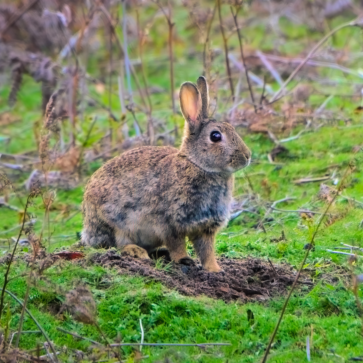 feral animal, pest animal, rabbit