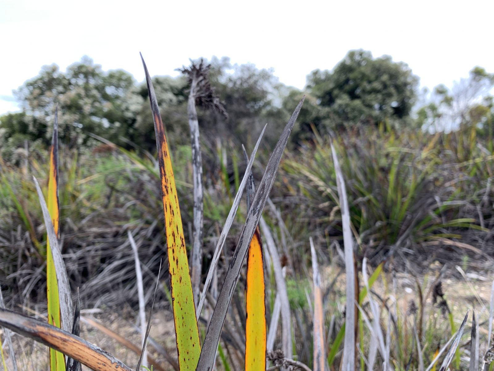 image, biodiversity, sword sedge