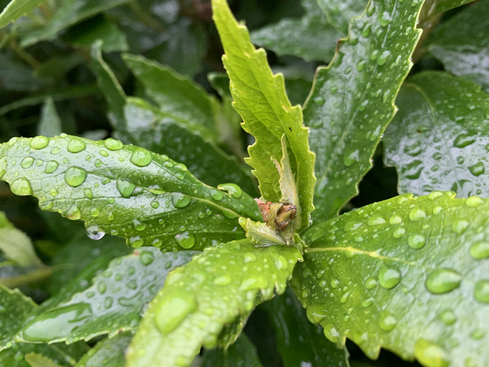 plant, winter, flora