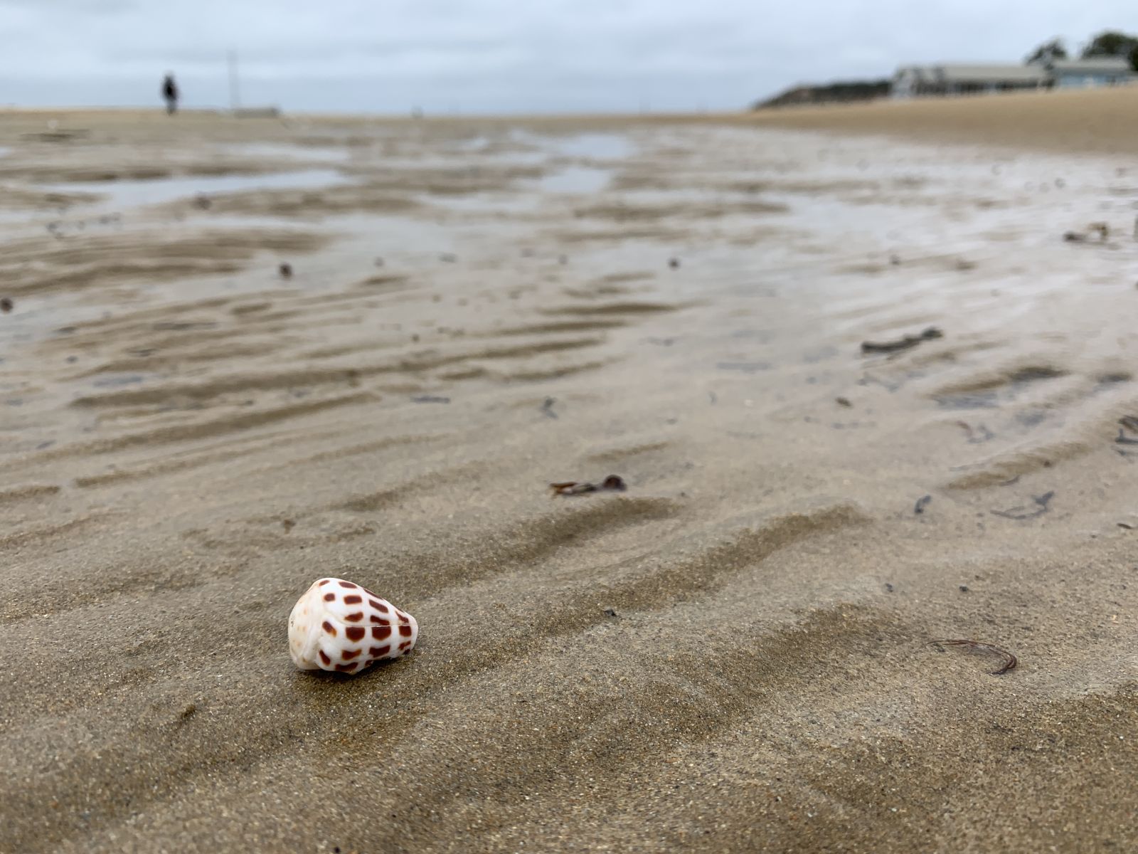 beach, shell
