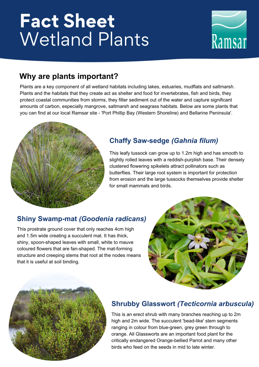fact sheet ramsar plants