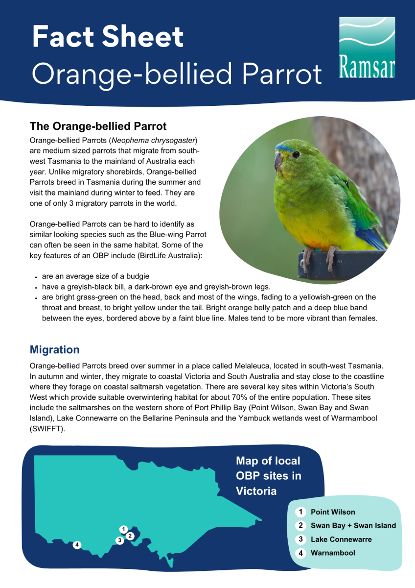 obp fact sheet