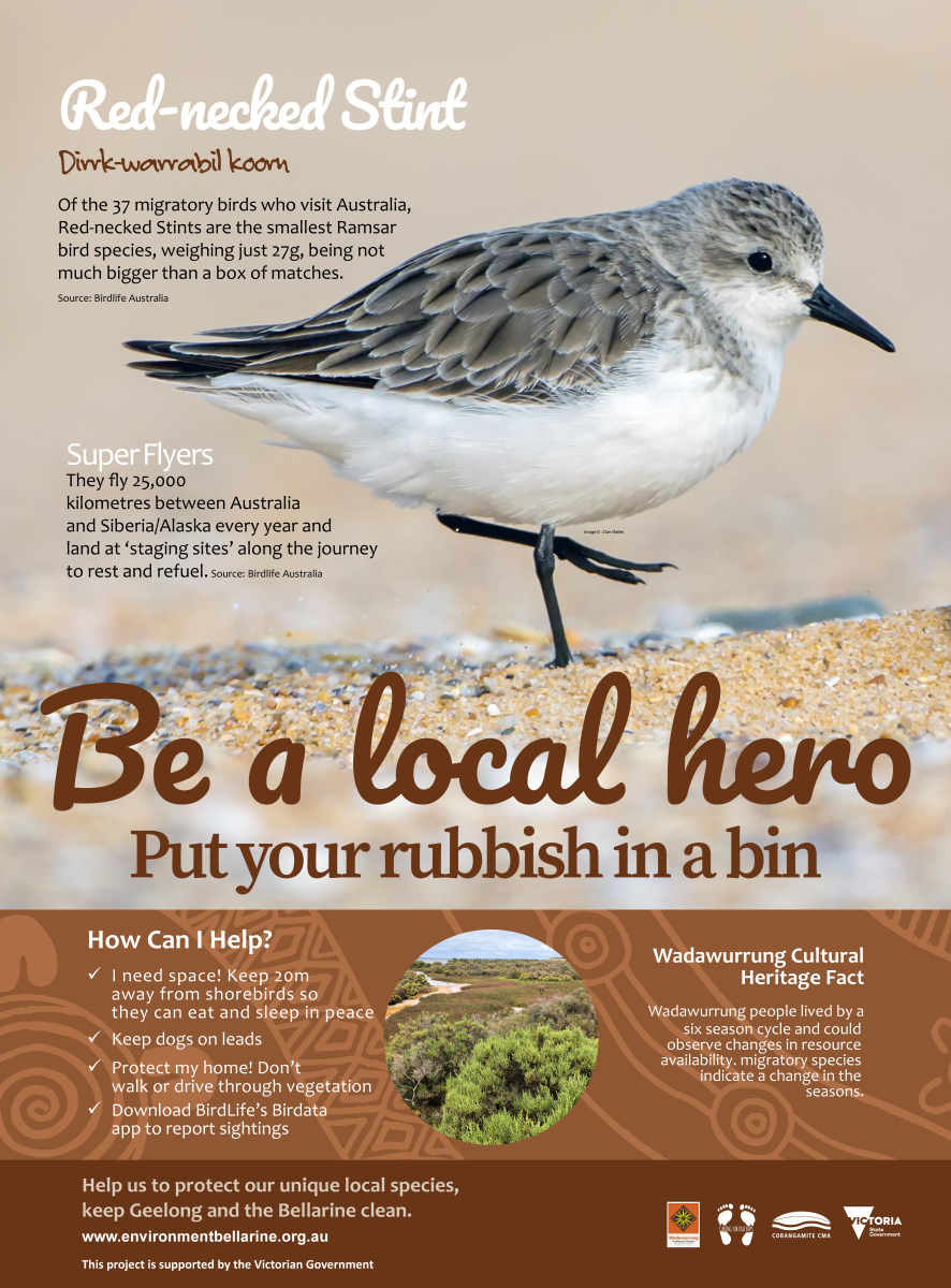 red necked stint ramsar hero poster