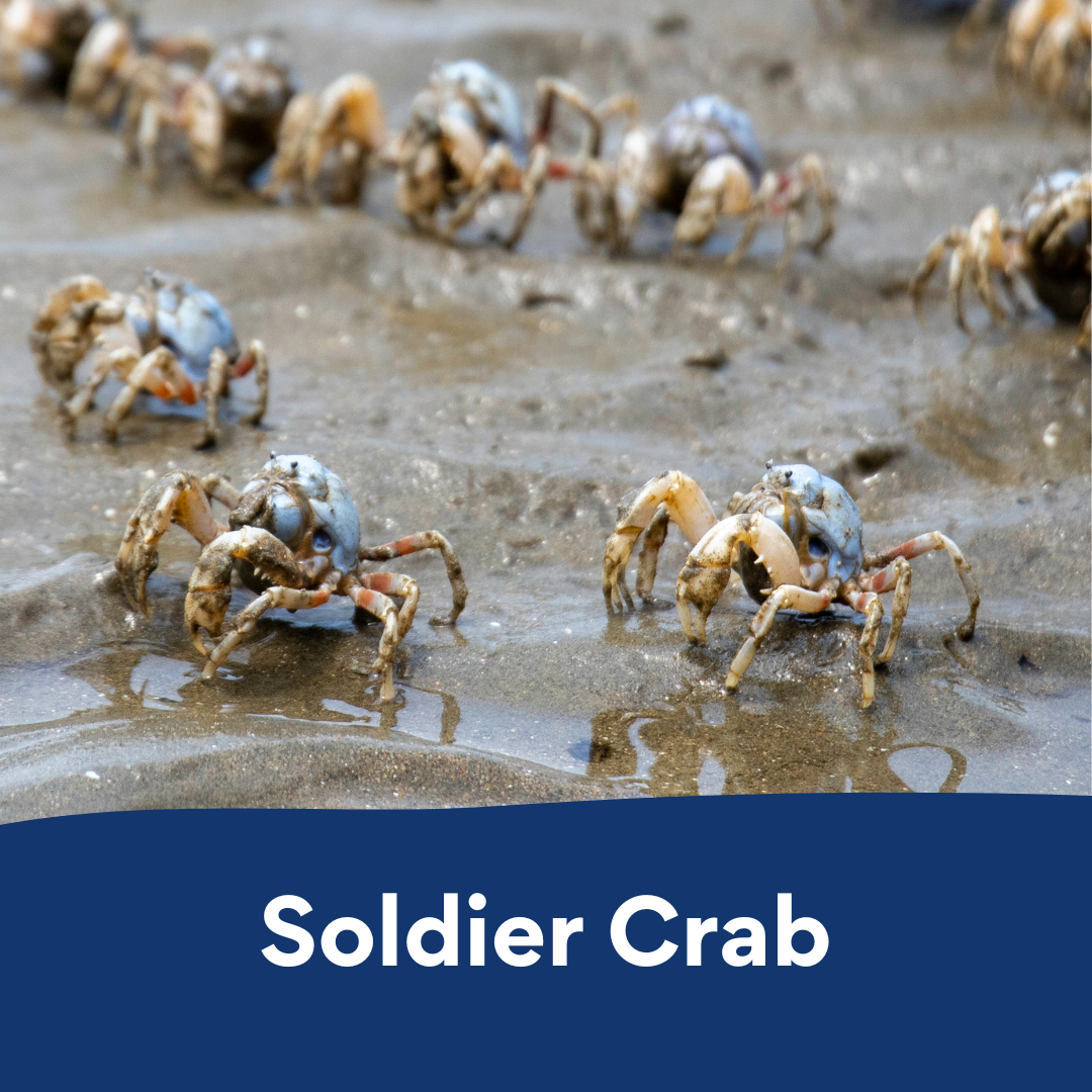 soldier crab colouring in