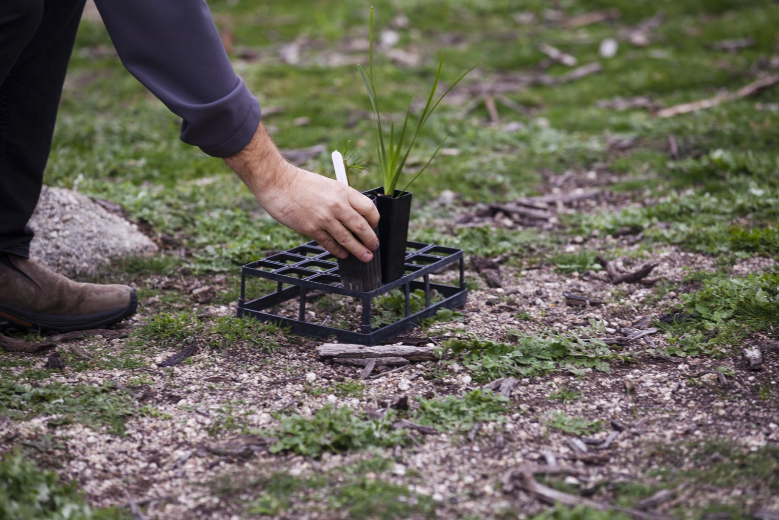 Big Rock Planting