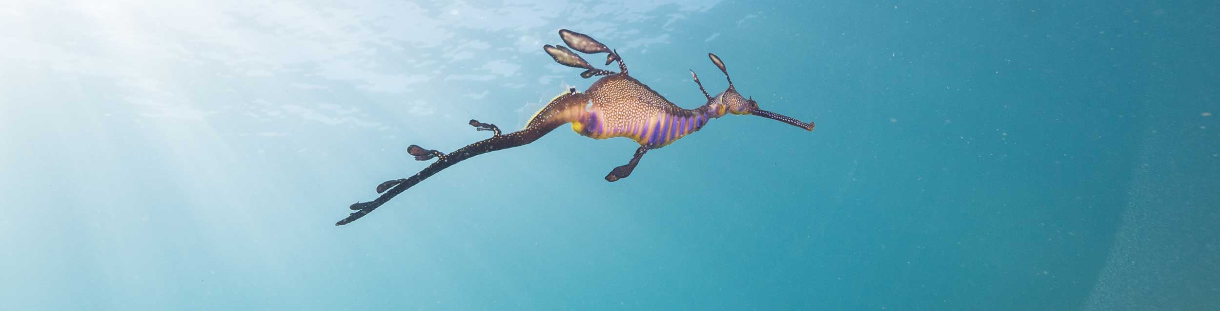 seadragon