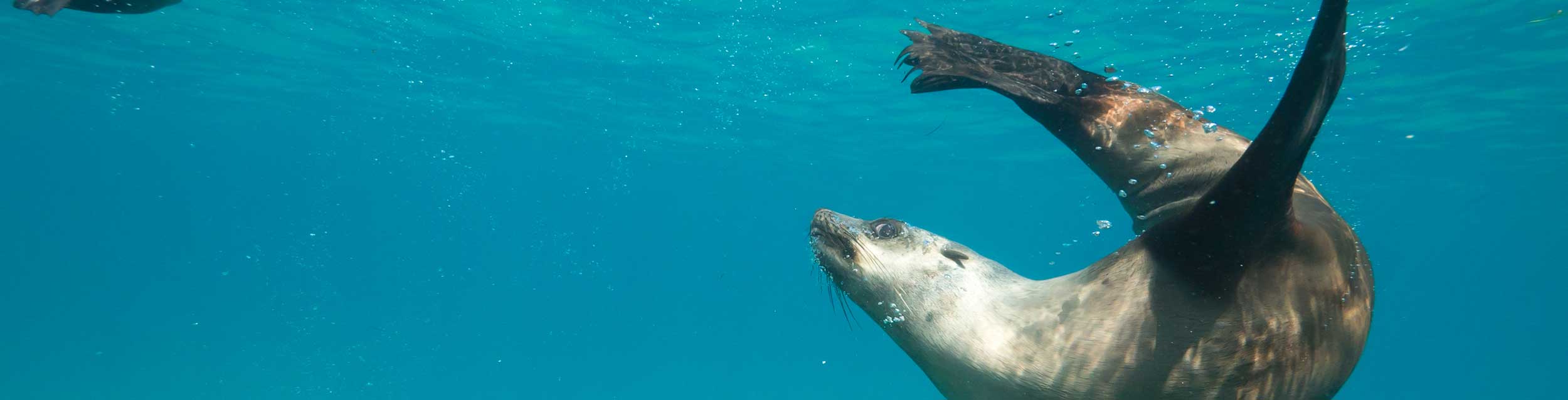 australian fur seal
