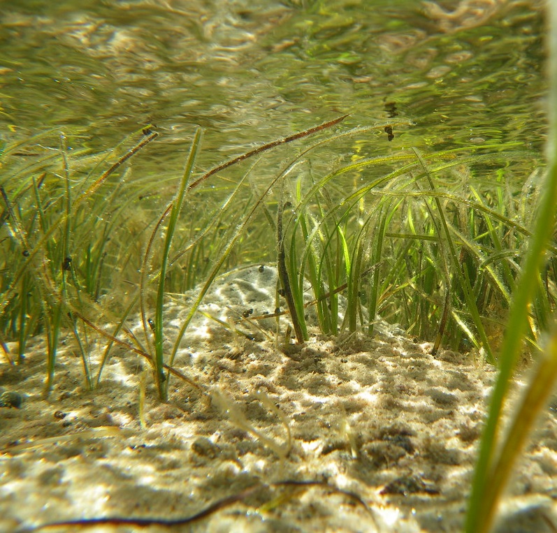 seagrass, wetland