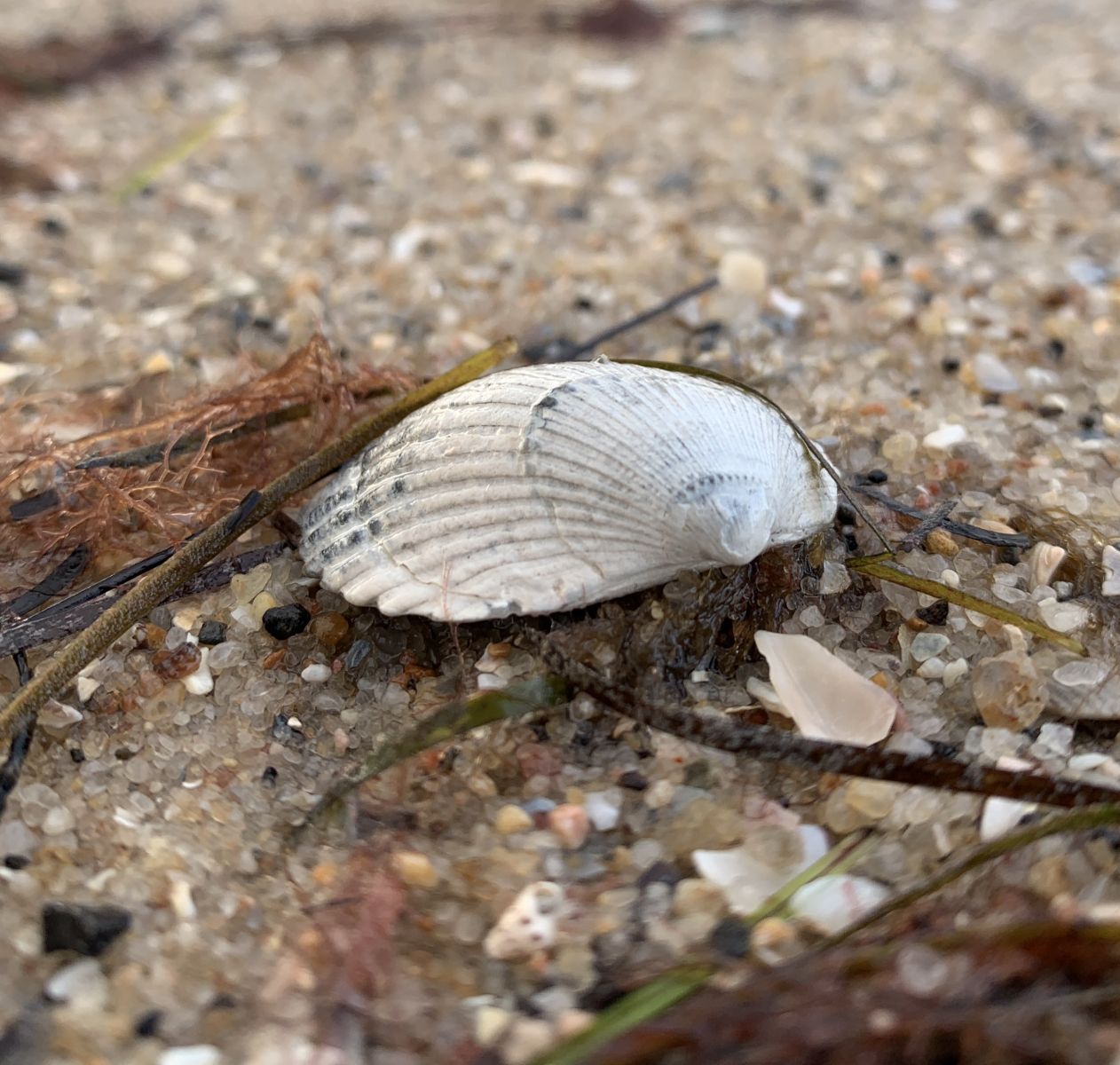 beachcombing, safety