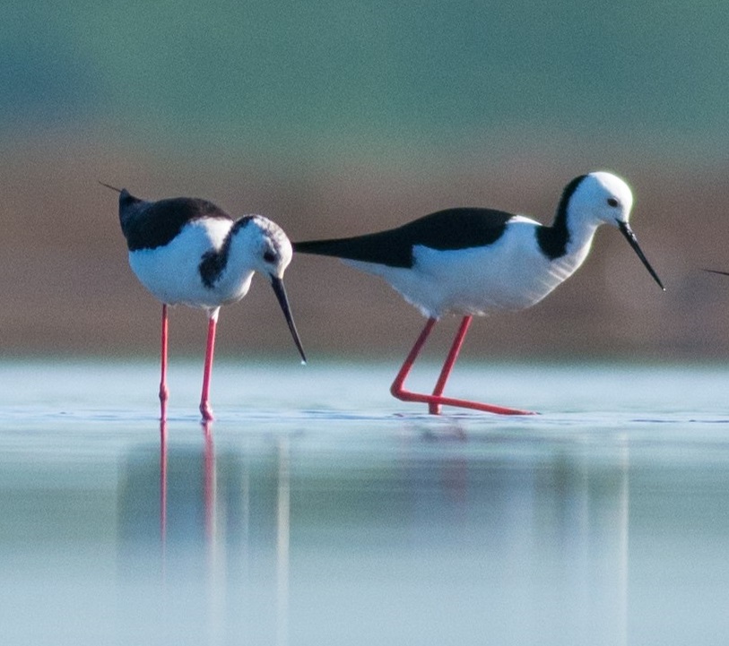 wetland 